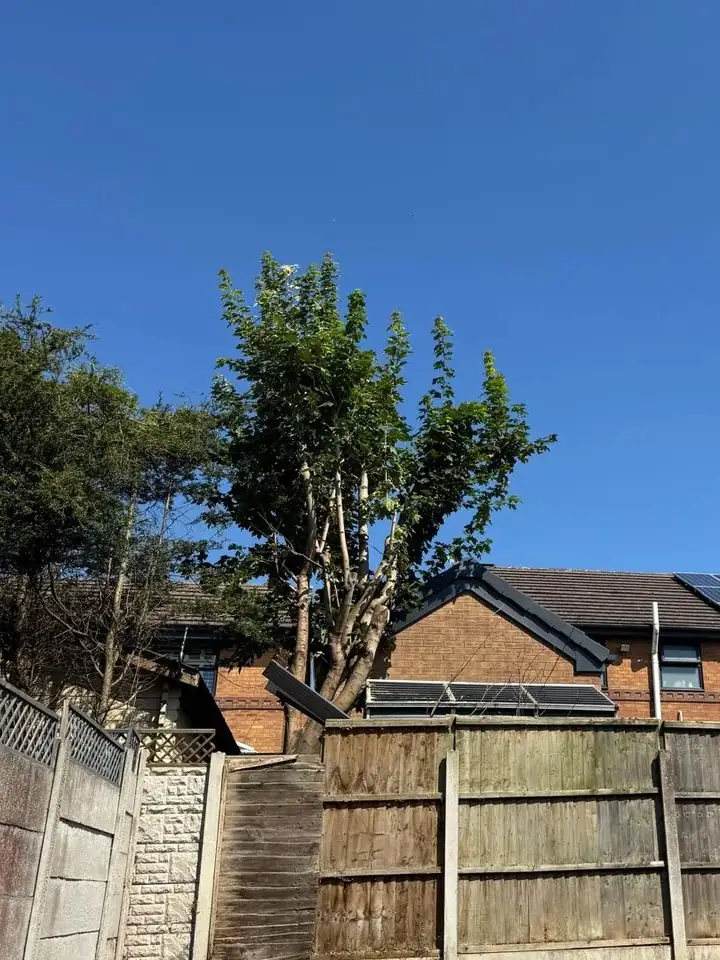 The same conifer after crown reduction, letting more light into the garden