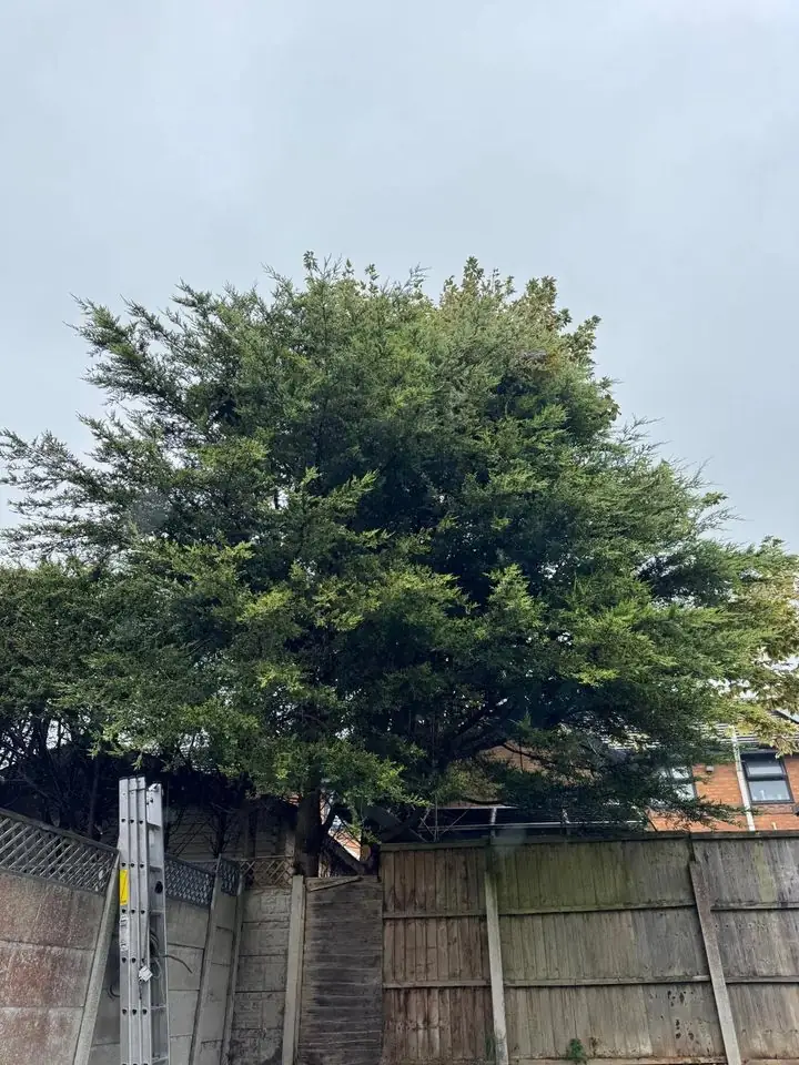 Large overgrown conifer behind a garden fence before reduction