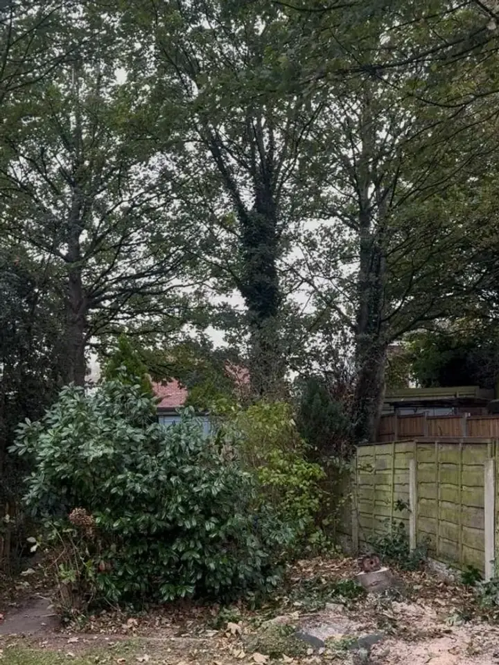 The same garden after tree work and clearance, opened up and lighter