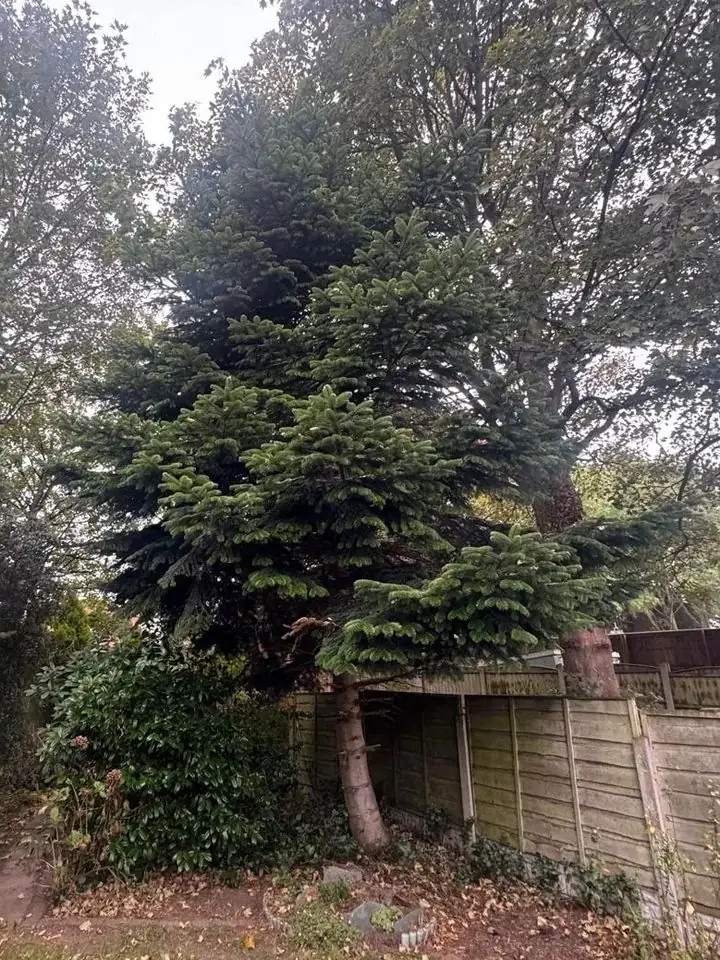 Overgrown trees and shrubs crowding a back garden before clearance