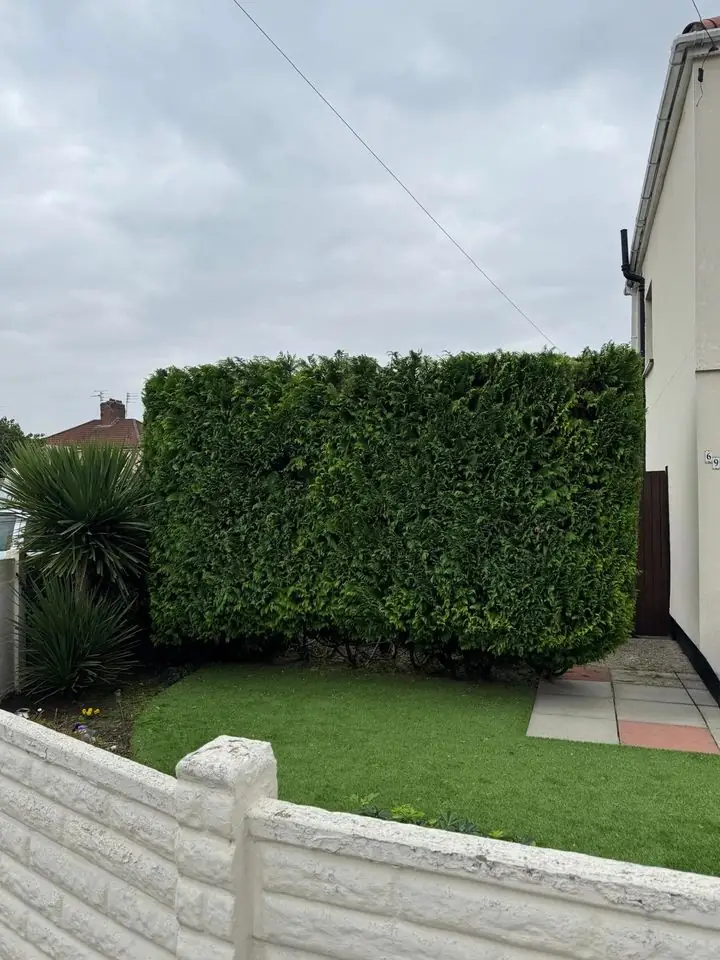 The same hedge after being lowered and squared off by Jackson-Kelly