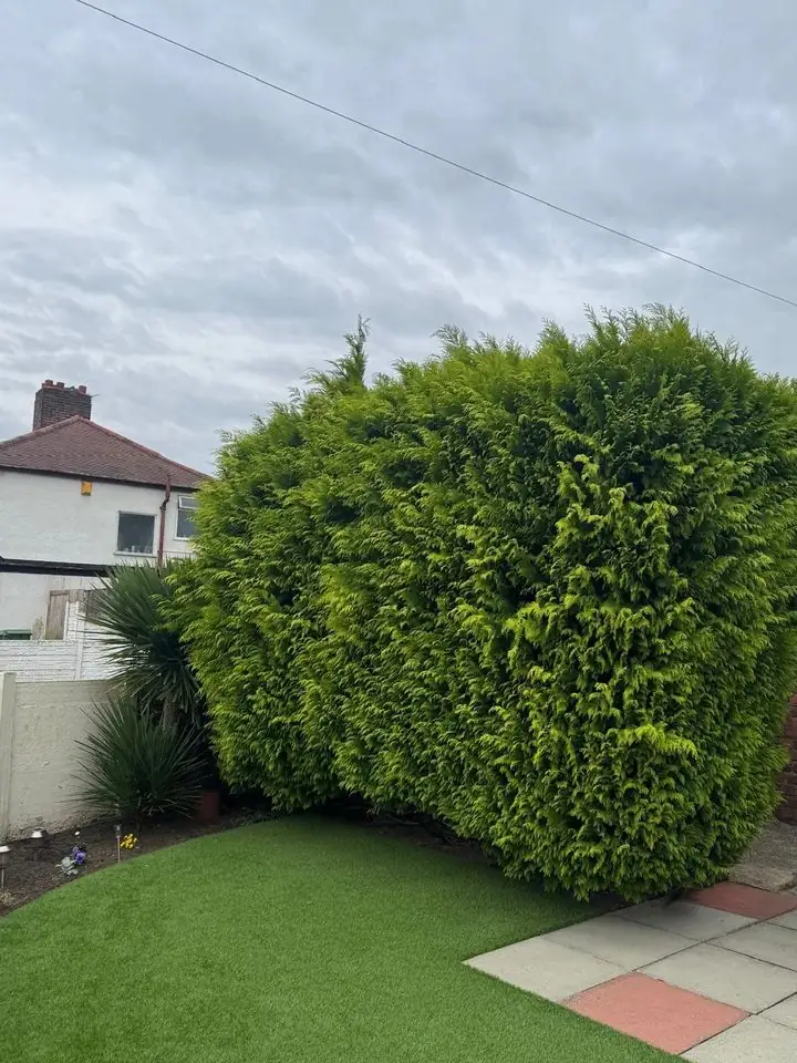 Overgrown conifer hedge before shaping