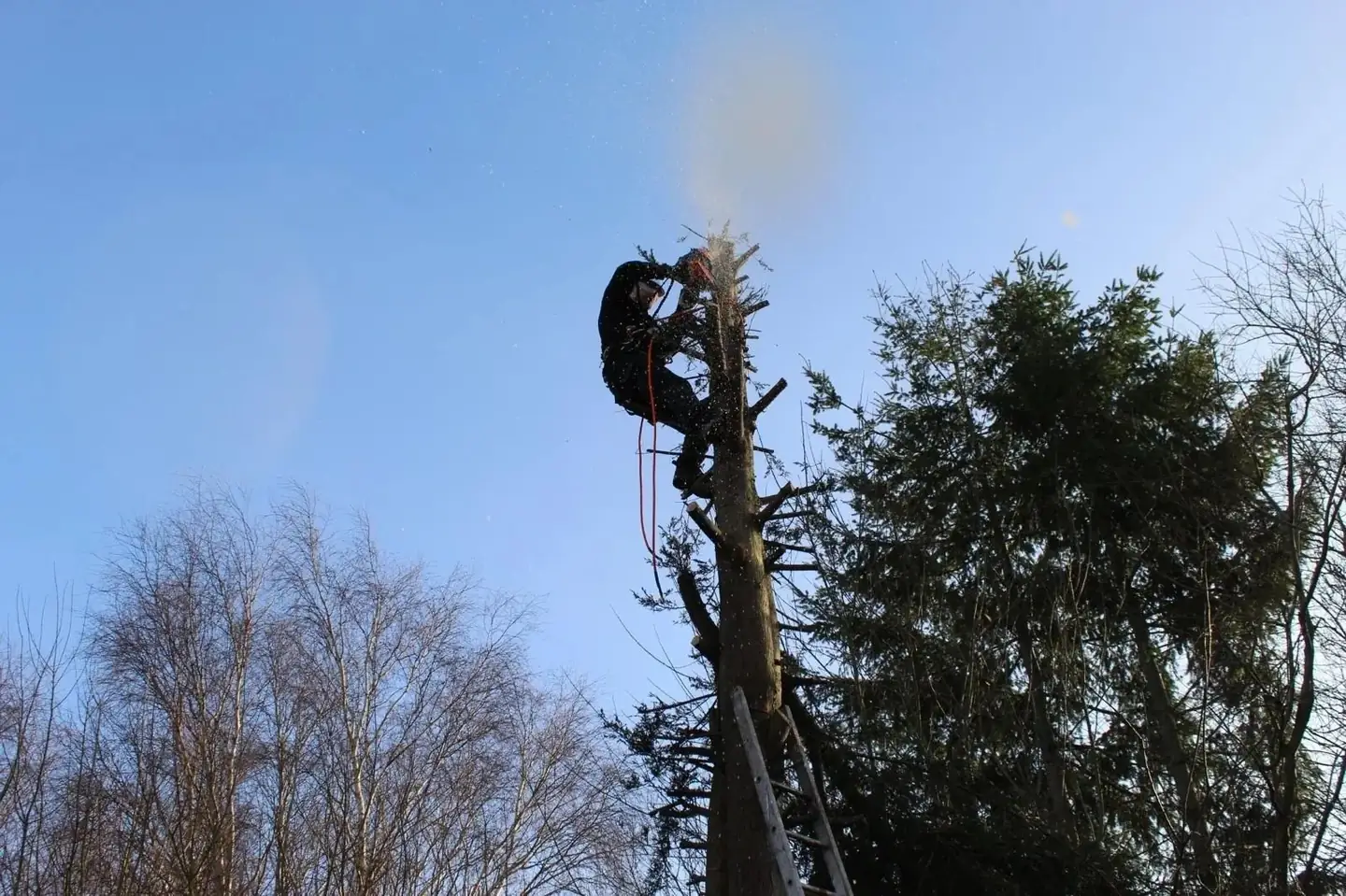 Arborist climbing and felling a conifer in the North West